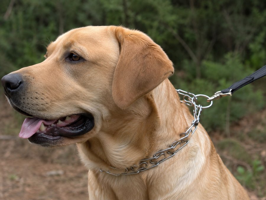 Dog Choke Chain Collar