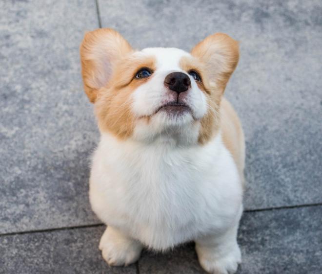 A well-cared-for, happy pet at Furever Pet Salon & Spa