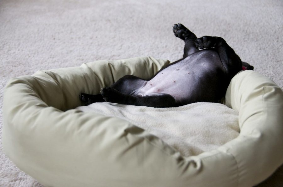 Plush Round Bed (sample stock image)