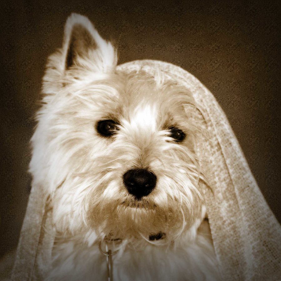 Cozy Blanket (sample stock image)