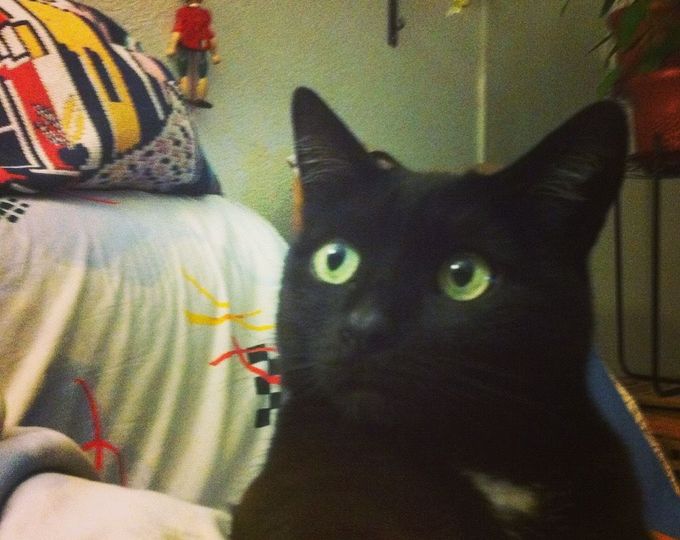 A pet relaxing comfortably in a home setting