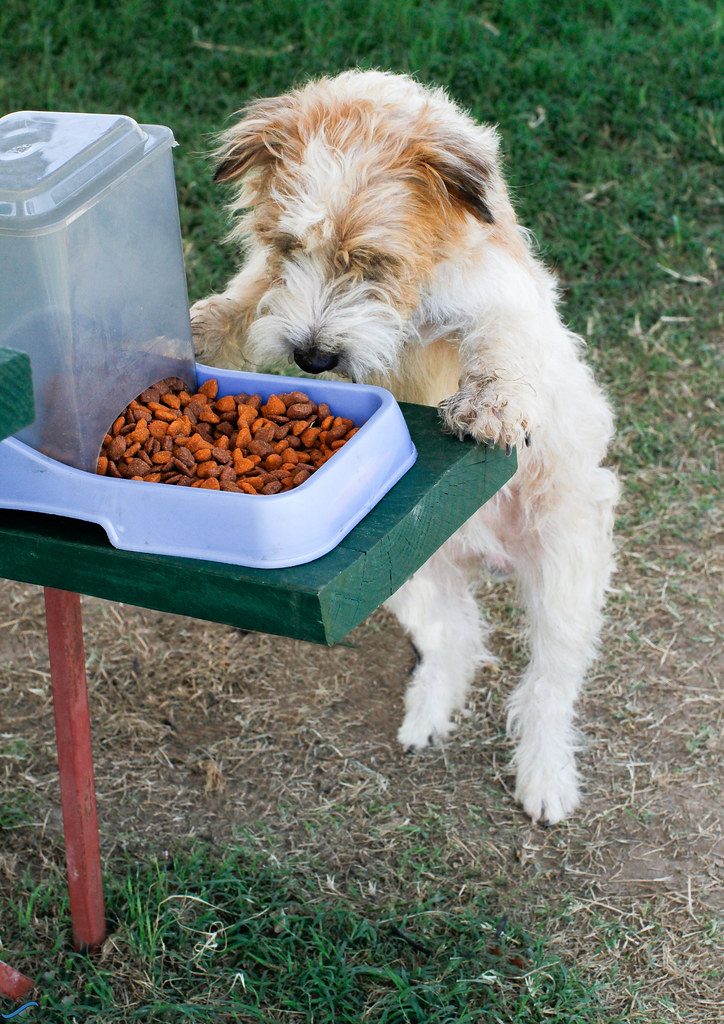 Premium Dry Kibble (sample stock image)