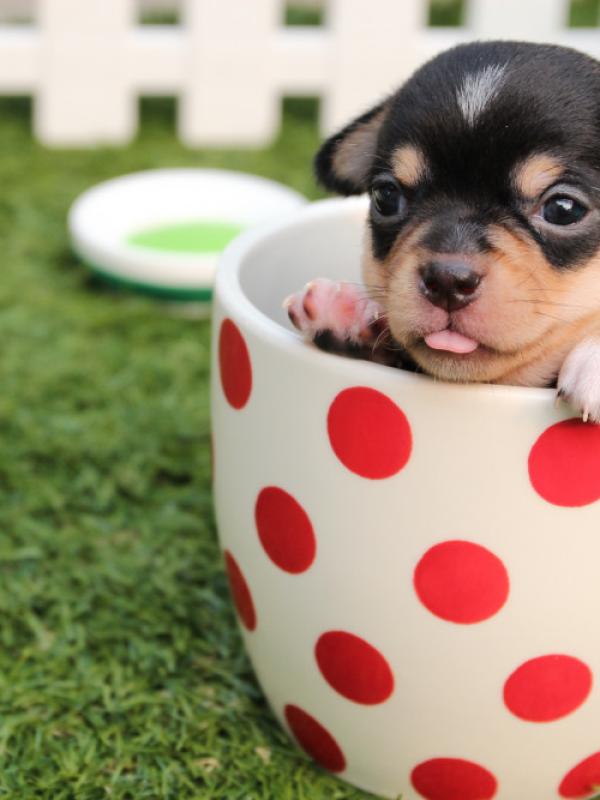 Freshly groomed pup (sample stock image)