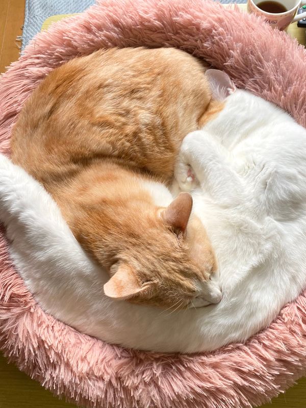Happy cat after grooming (sample stock image)