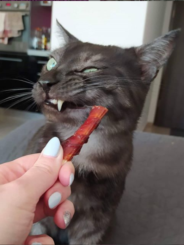 Curious kitty (sample stock image)