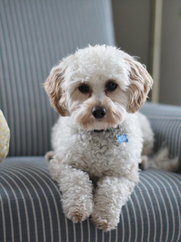 Best in show (sample stock image)