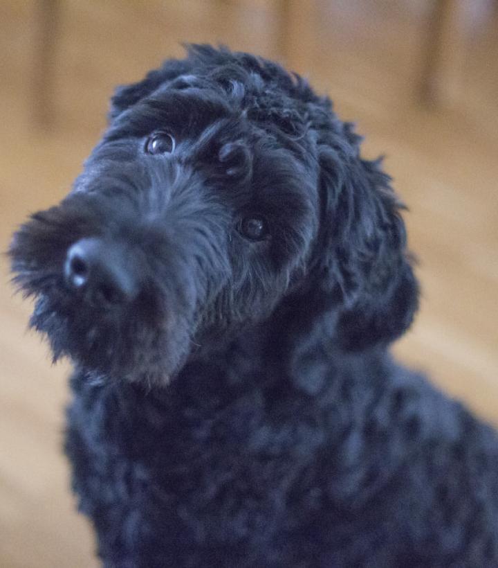 A happy, well-cared-for pet