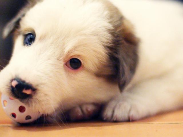 A cozy, leash-free home environment for pets